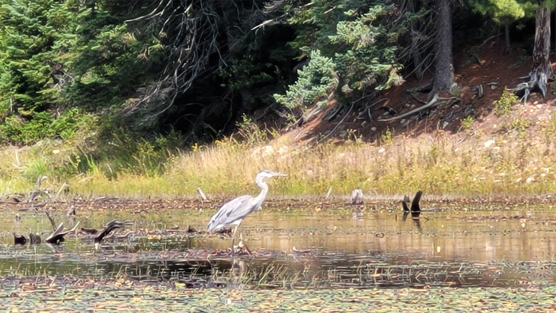 Trip Report - Smoke Lake to Phipps Lake