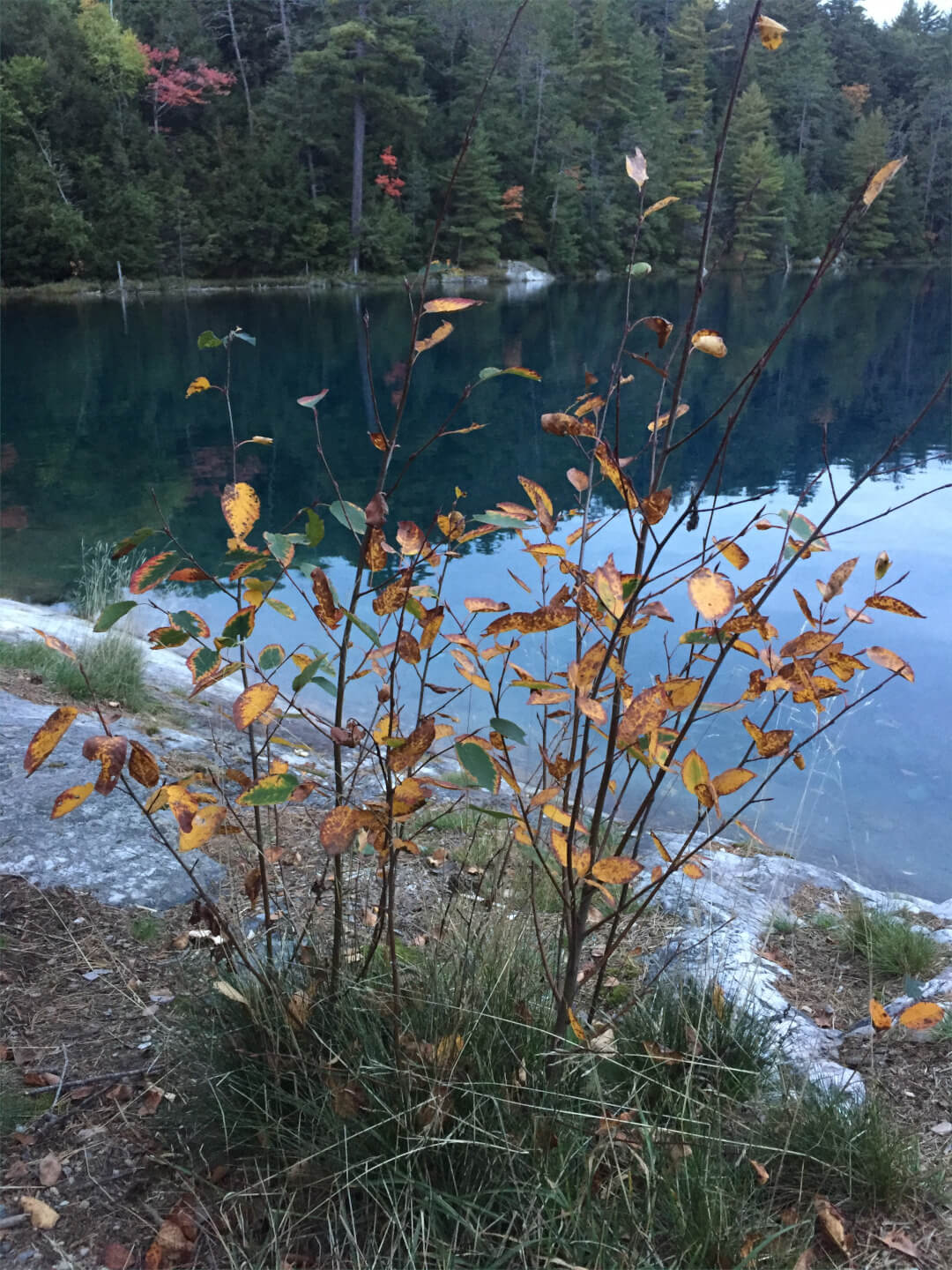 Trip Report - Widgawa Lodge to Nellie Lake Trip Report - Widgawa Lodge to Nellie Lake